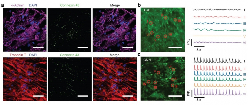 Cardiac cells cultured on electroconductive hydrogels.